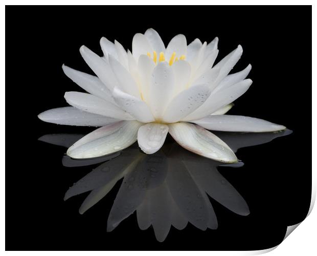 White Water Lily Print by Abeselom Zerit