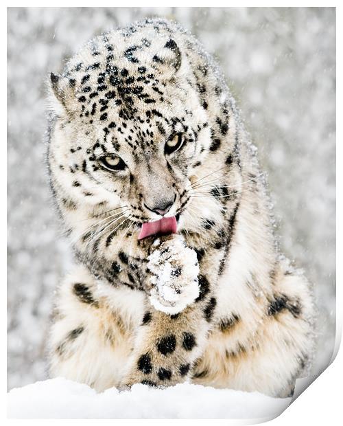 Snow Leopard in Snow Storm IV Print by Abeselom Zerit