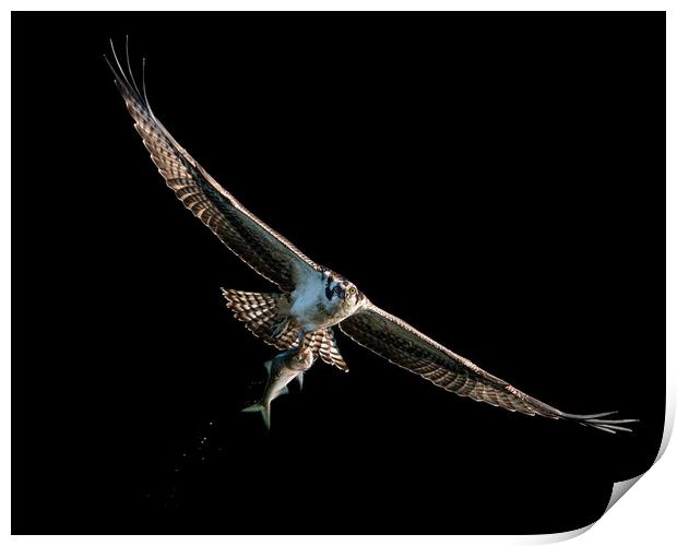 Osprey Catch VIII Print by Abeselom Zerit