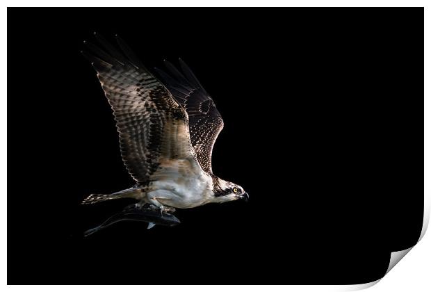 Osprey Catch VII Print by Abeselom Zerit