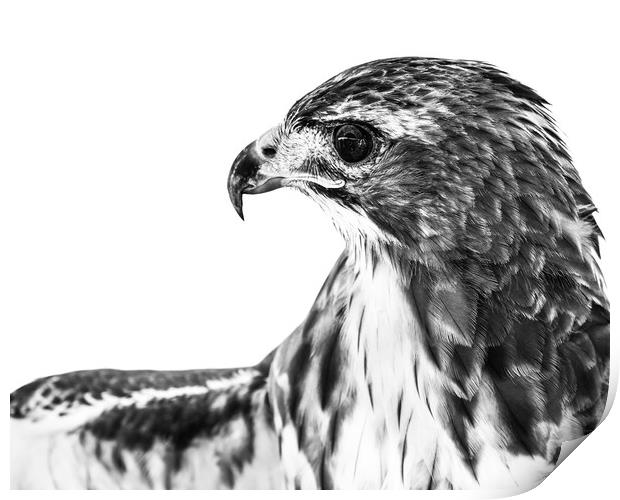 Red-Tailed Hawk II Print by Abeselom Zerit