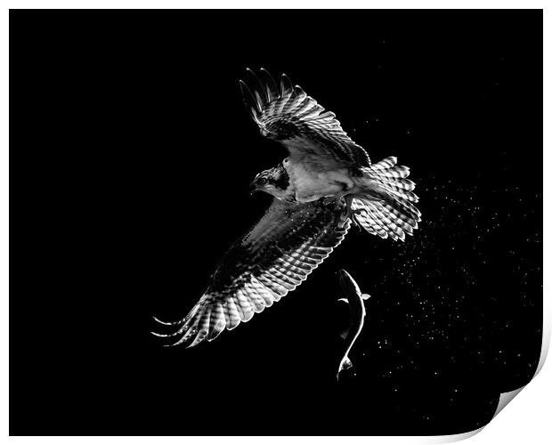 Osprey Catch and Release Print by Abeselom Zerit