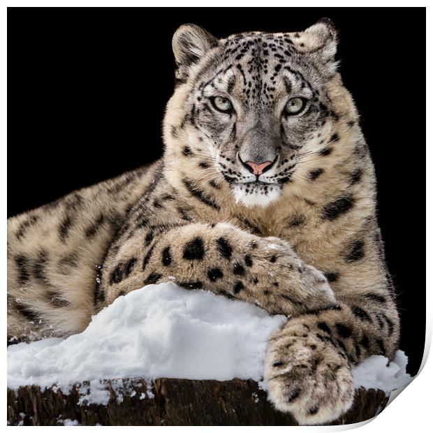 Sunbathing Snow Leopard IV Print by Abeselom Zerit