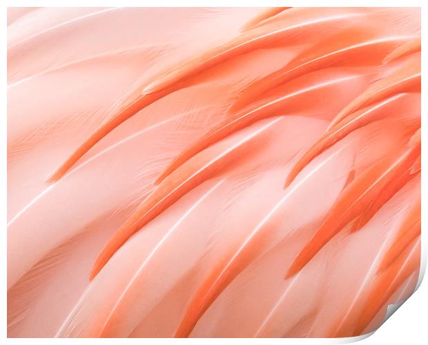 Flamingo Closeup III Print by Abeselom Zerit