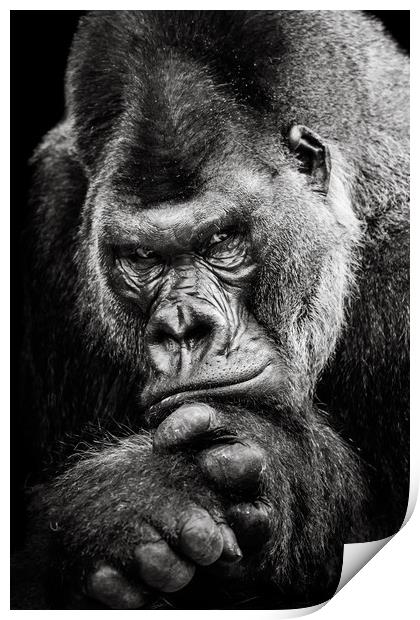 Western Lowland Gorilla BW II Print by Abeselom Zerit