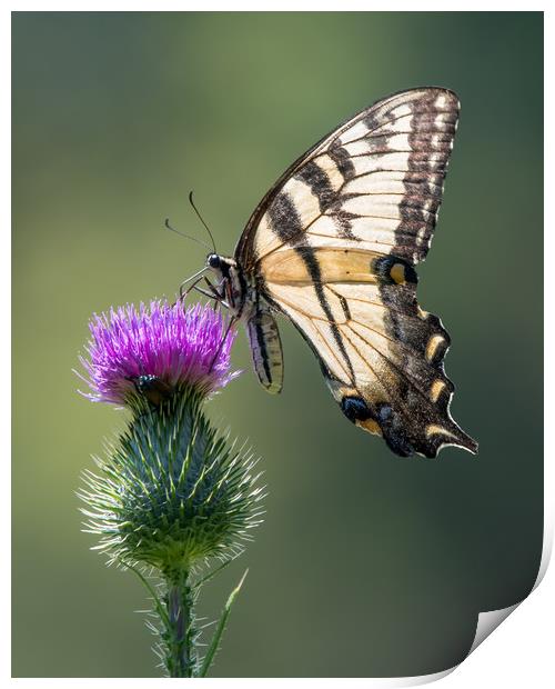Tiger Swallowtail on Purple Thistle Print by Abeselom Zerit