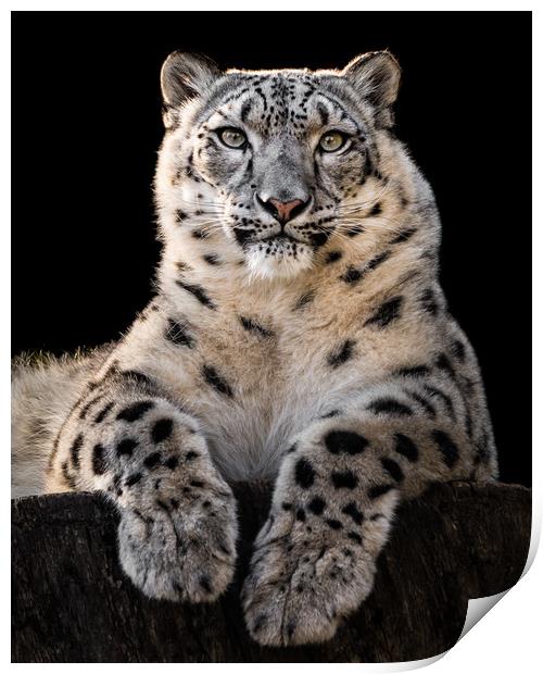 Sunbathing Snow Leopard III Print by Abeselom Zerit