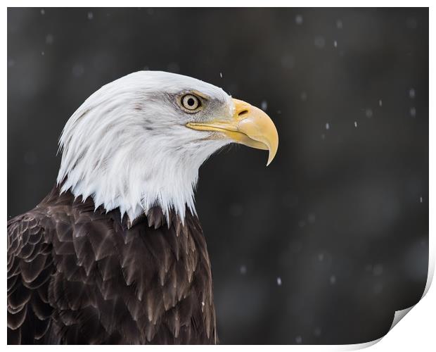 Bald Eagle in Snow II Print by Abeselom Zerit
