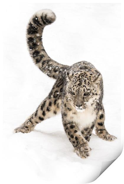 Snow Leopard on the Prowl VIII Print by Abeselom Zerit