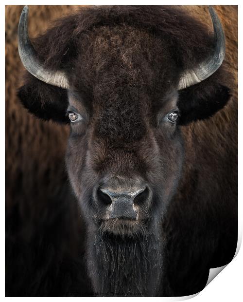 American Bison II Print by Abeselom Zerit