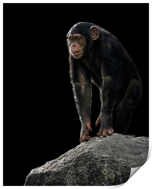Baby Chimpanzee Print by Abeselom Zerit