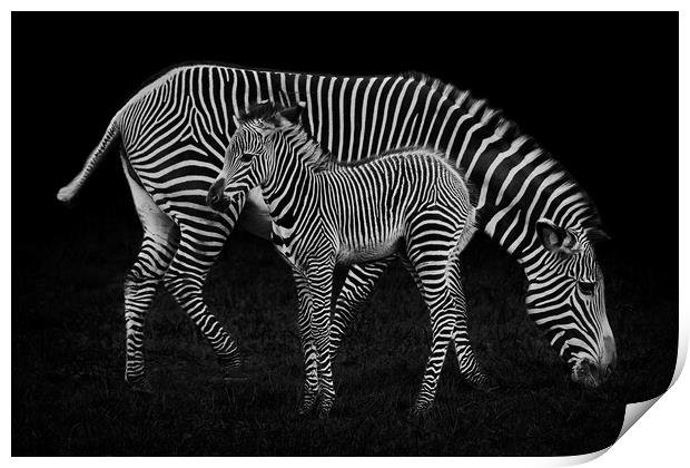 Baby Zebra and Mother Print by Abeselom Zerit