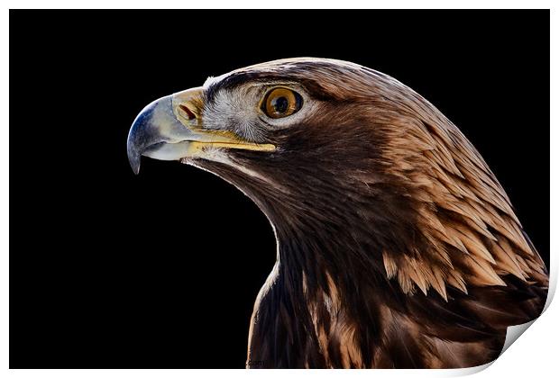 Golden Eagle Print by Abeselom Zerit