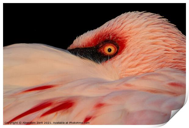 Lesser Flamingo Closeup Print by Abeselom Zerit