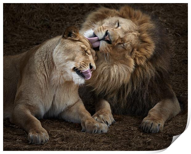 Lion Siblings IV Print by Abeselom Zerit