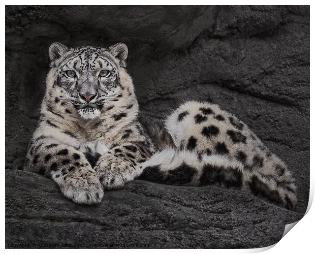 Resting Snow Leopard Print by Abeselom Zerit