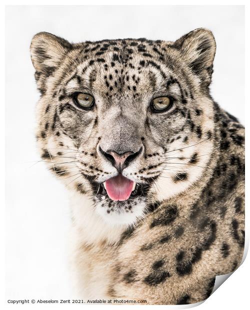 Snow Leopard Closeup II Print by Abeselom Zerit