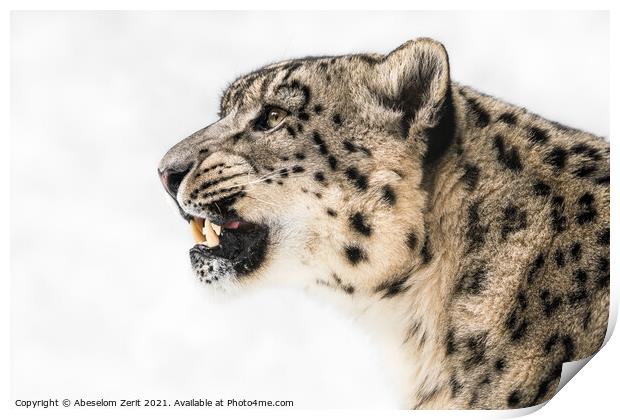 Snow Leopard in Profile Print by Abeselom Zerit