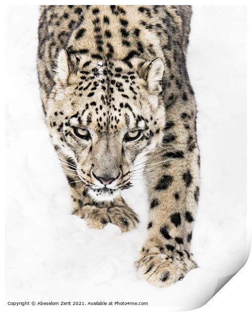 Snow Leopard on the Prowl X Print by Abeselom Zerit