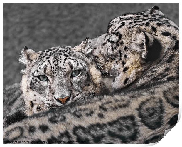 Snow Leopard Pair V Print by Abeselom Zerit