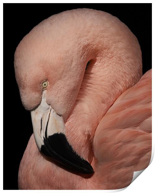 Flamingo Closeup V Print by Abeselom Zerit