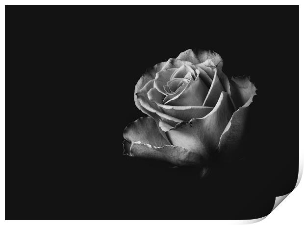 Black and White Rose Print by Kia lydia