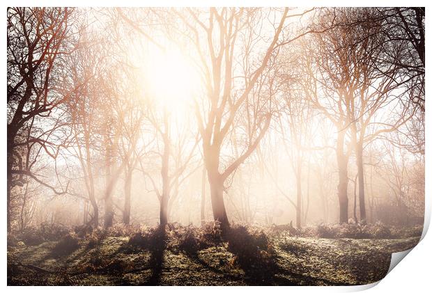 Morning Woodlands Print by Kia lydia