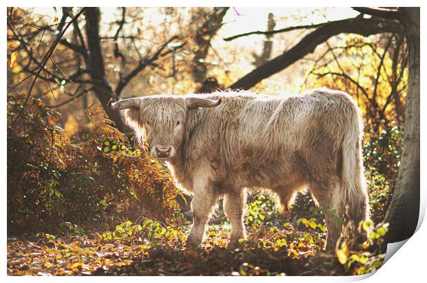 A Highland Cow Print by Kia lydia
