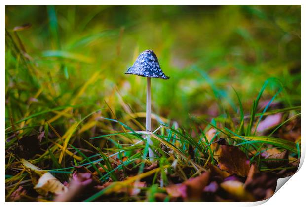 Mushroom Coprinus picaceus in green background Print by Dalius Baranauskas