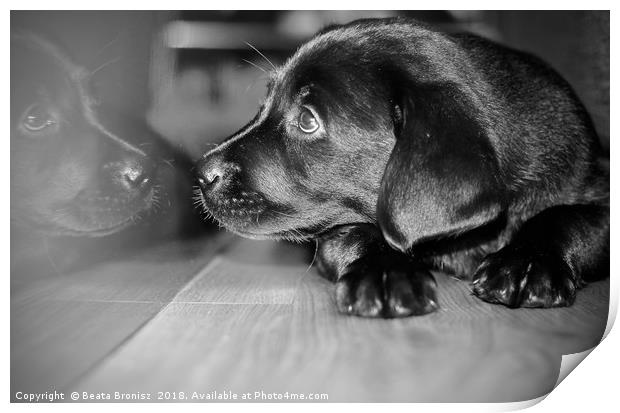 Black and white puppy Labrador  Print by Beata Bronisz