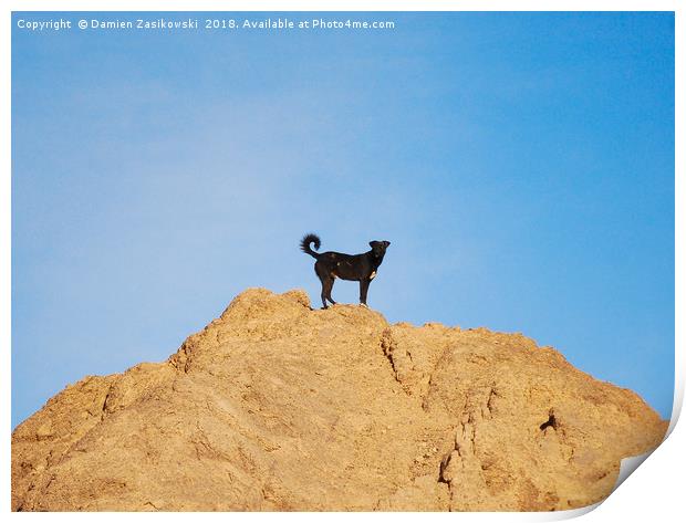 Stray dog climbs a rock in Aswan, Egypt Print by Damien Zasikowski