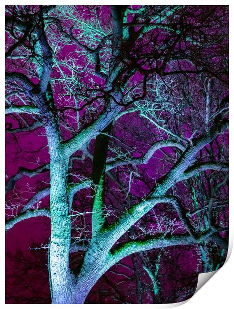 Tree in Purple Print by David Jeffery