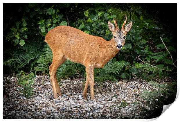 Roe Deer on the shore of Loch Sheil. Print by David Jeffery