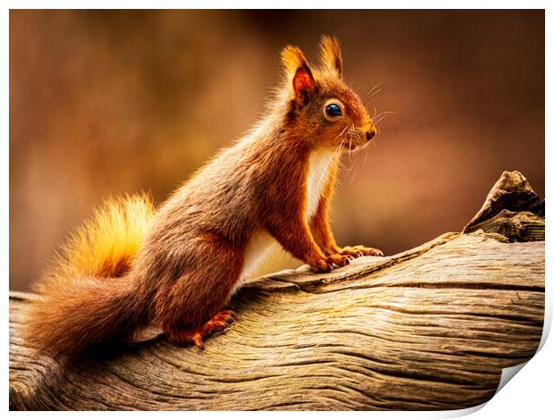 Red Squirrel Print by David Jeffery