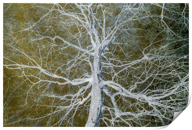 Bare Tree Print by David Jeffery
