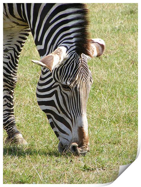 zebra Print by mark philpott