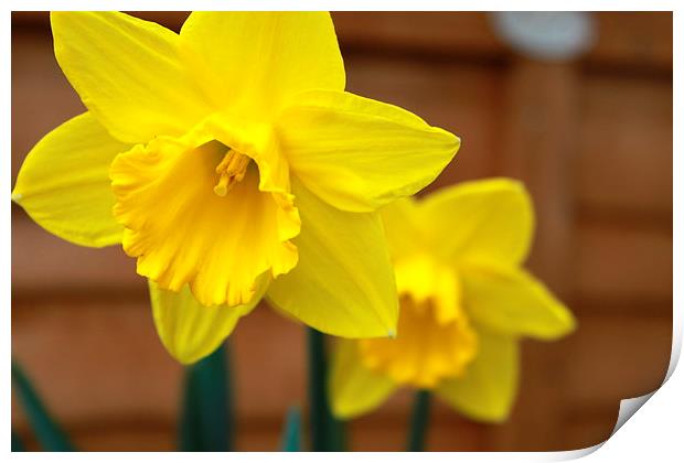  daffodil Print by mark philpott