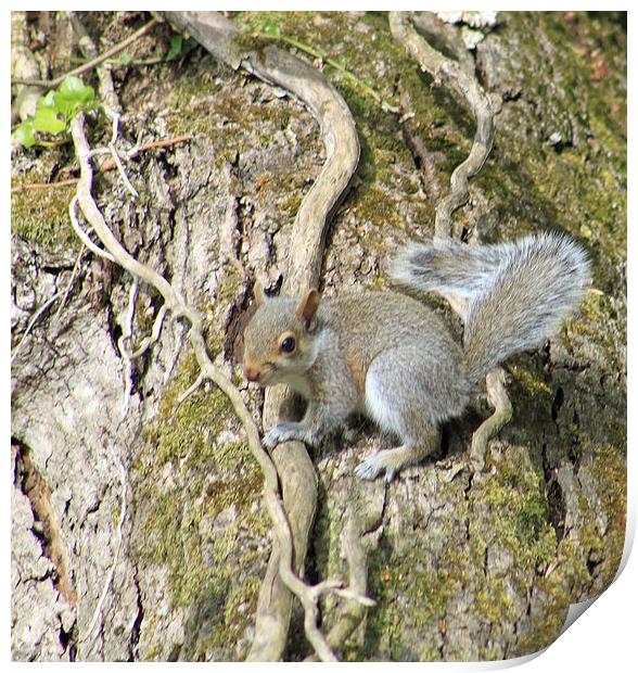 Grey Squirrel Print by mark philpott