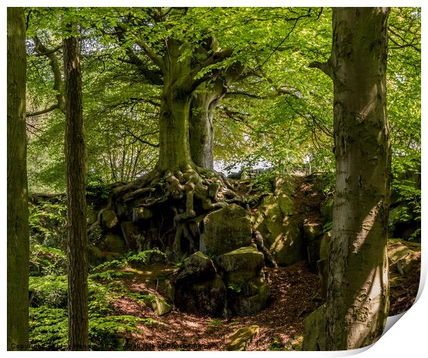 Wood on Riber Hill, Matlock, Derbyshire Print by Lisa Hands