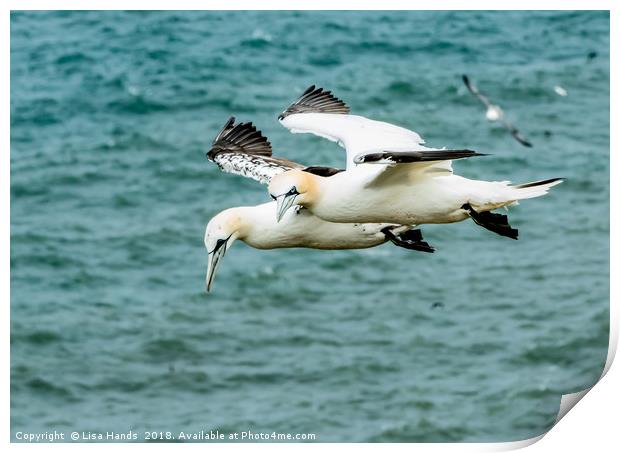 Gannets 1 Print by Lisa Hands