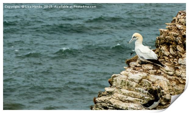 Gannet overlooking the ocean Print by Lisa Hands