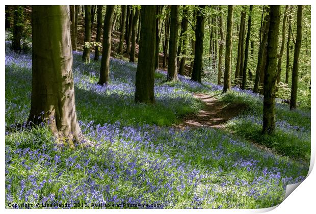 Bluebell Wood, Moss Valley 1 Print by Lisa Hands