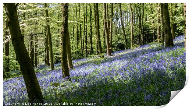 Bluebell Wood, Moss Valley 3 Print by Lisa Hands