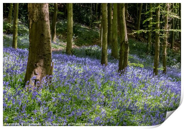 Bluebell Wood, Moss Valley 4 Print by Lisa Hands