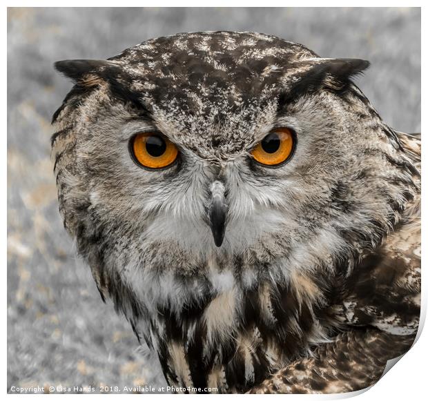 European Eagle Owl - 1 Print by Lisa Hands