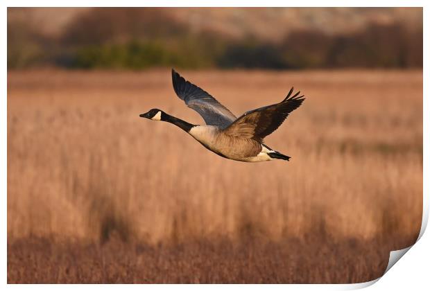 Canada Goose In Flight Print by Pam Parsons