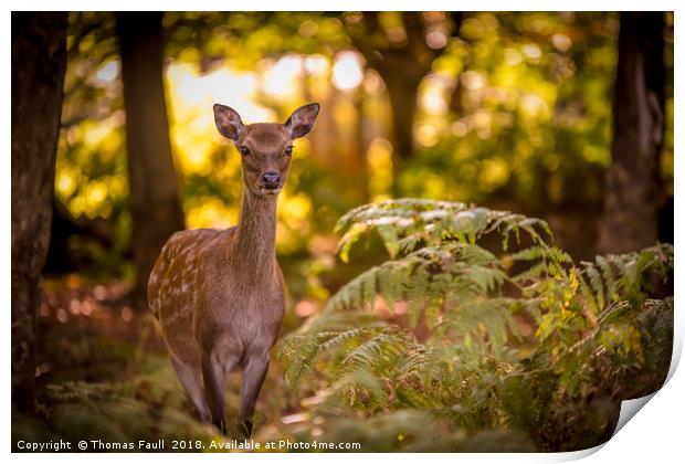 Young deer in forest glade Print by Thomas Faull
