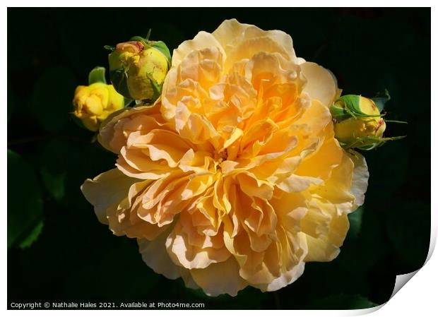 Beautiful Yellow Rose Print by Nathalie Hales