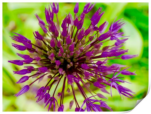 Vibrant Allium Bloom Print by Nathalie Hales