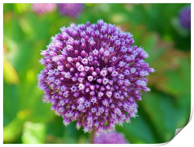 Summer Drummer Allium Print by Nathalie Hales